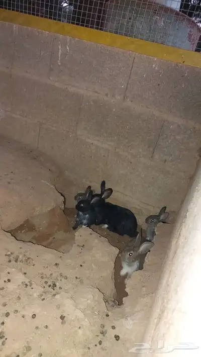 أرانب للبيع 4