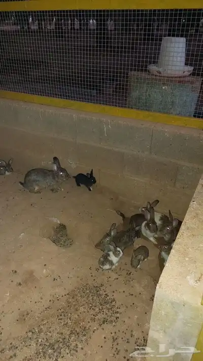 أرانب للبيع 3