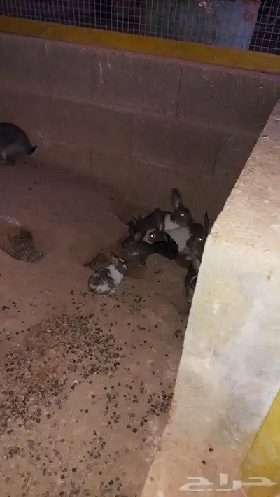 أرانب للبيع 2