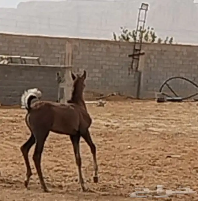 فرس واهو 1