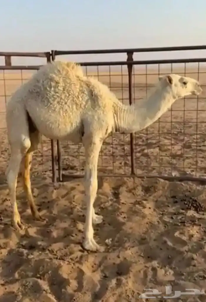 جزار مصري أبحث عن عمل 2