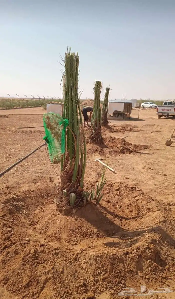 اسعد الله مساكم يوجد لدينا نخيل مثمر ونخيل زين جميع المقاسات 7