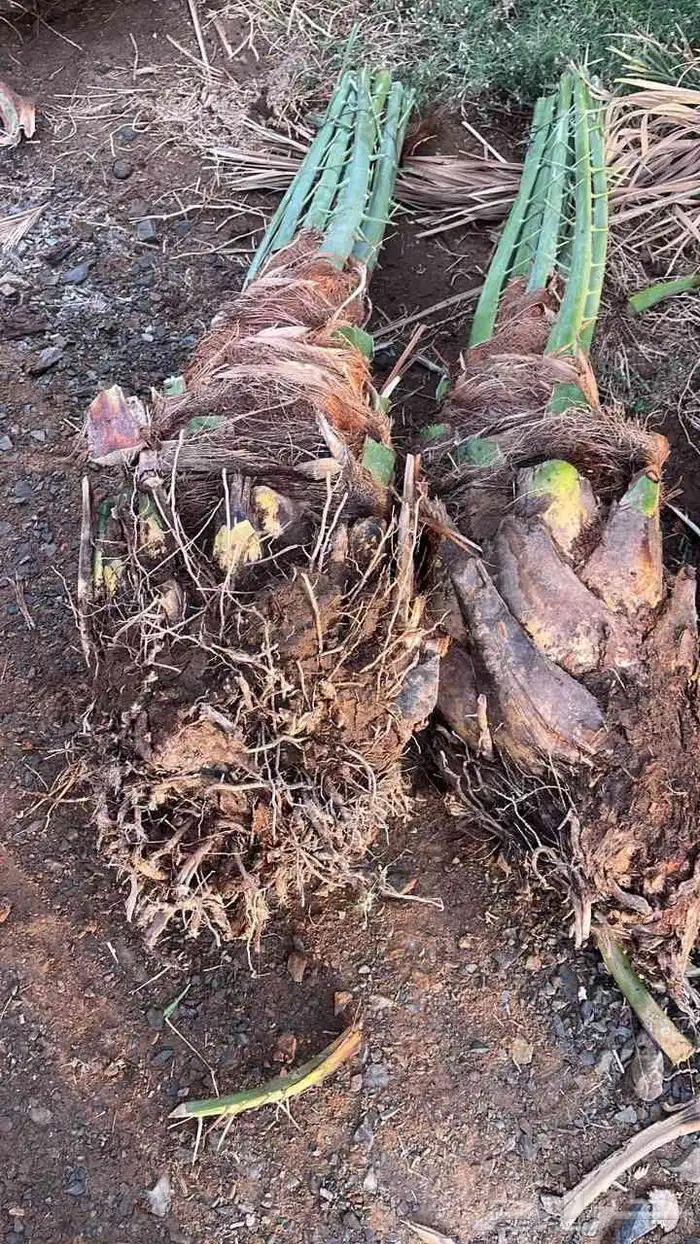 يوجد لدينا جميع انواع النخيل الطيب المثمرة 0