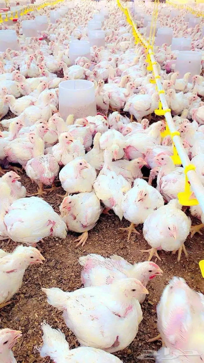 مشرف مزارع الدواجن خبره عاليه في هذا المجال 15سنه 0