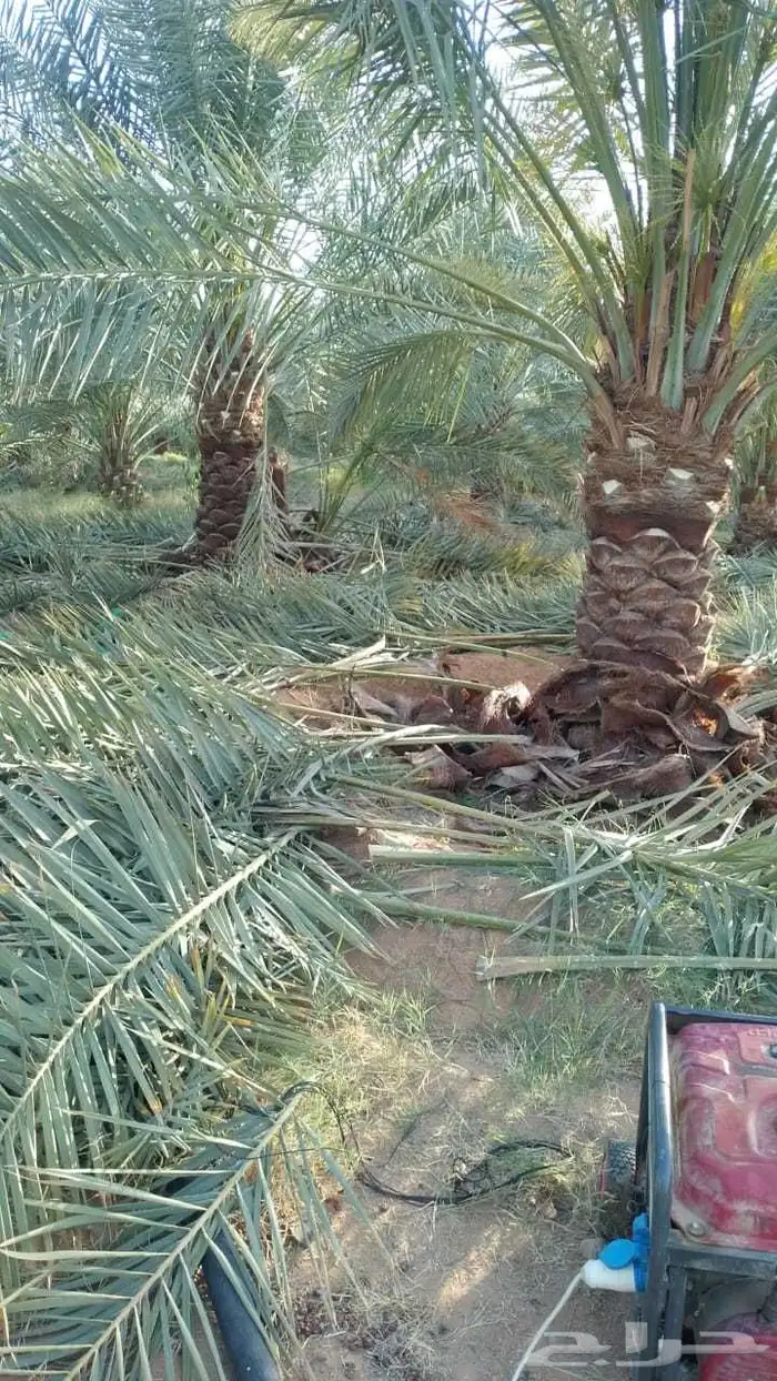 اسعد الله مساكم يوجد لدينا نخيل مثمر ونخيل زين جميع المقاسات 3