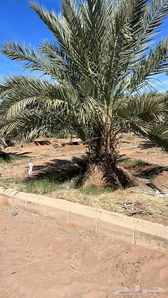 يوجد لدينا جميع انواع النخيل الطيب المثمرة 3