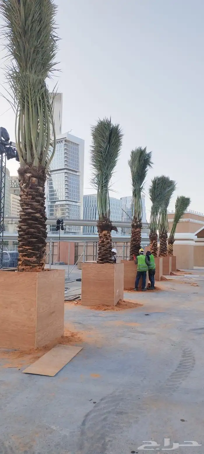 يوجد لدينا جميع انواع النخيل الطيب المثمرة 8