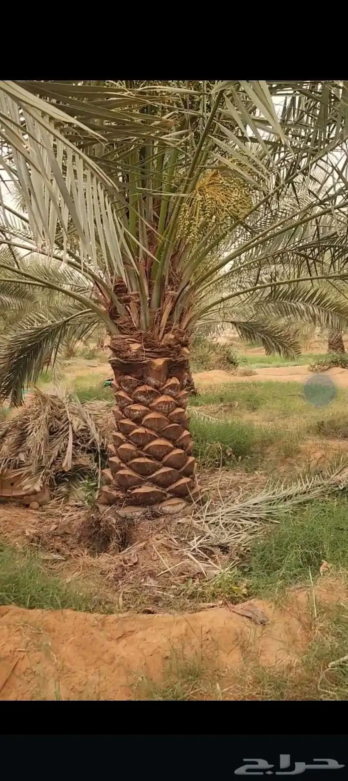 اسعد الله مساكم يوجد لدينا نخيل مثمر ونخيل زين جميع المقاسات 4