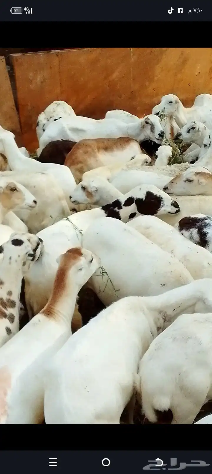ضان رفيدي 1
