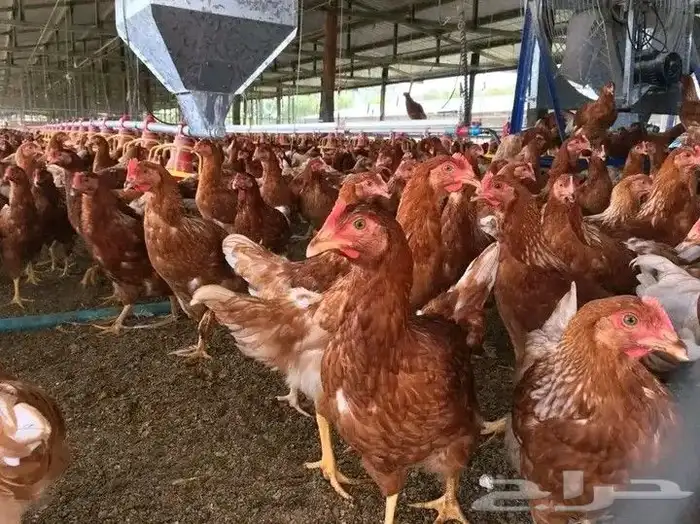 مشرف مزارع الدواجن خبره عاليه في هذا المجال 15سنه 2