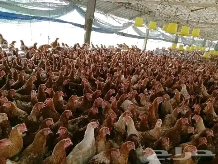 مشرف مزارع الدواجن خبره عاليه في هذا المجال 15سنه 4