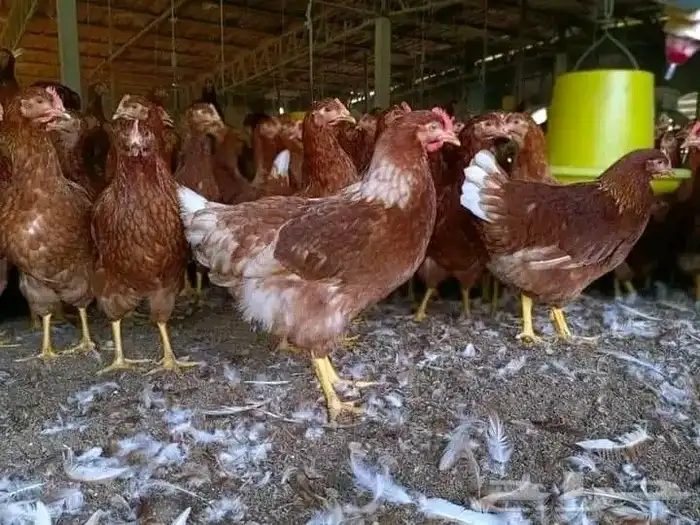 مشرف مزارع الدواجن خبره عاليه في هذا المجال 15سنه 3