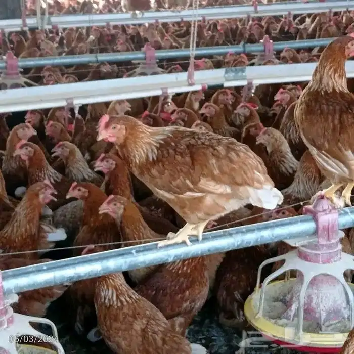 مشرف مزارع الدواجن خبره عاليه في هذا المجال 15سنه 1