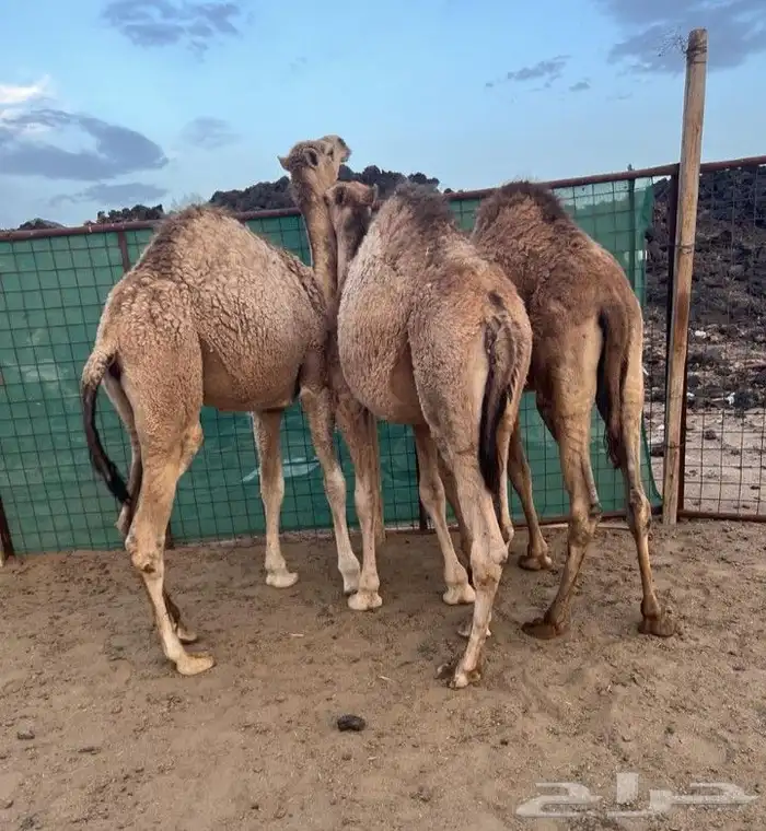 جزار مصري أبحث عن عمل 0