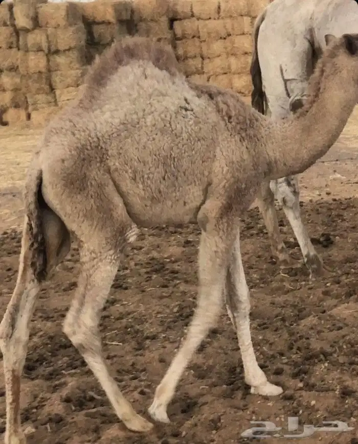 جزار مصري أبحث عن عمل 1