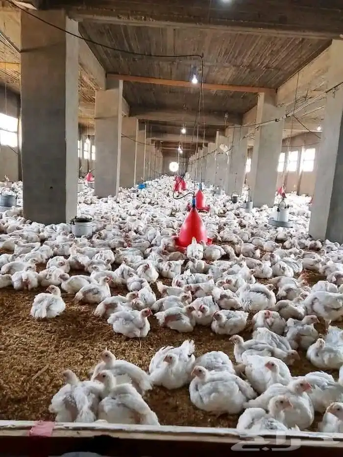 مشرف مزارع الدواجن خبره عاليه في هذا المجال 15سنه 6