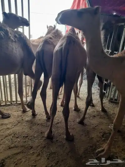 حاشى صومالى مرابى وسواكن ونعيمى وبربرى وتيوس مرابى 0