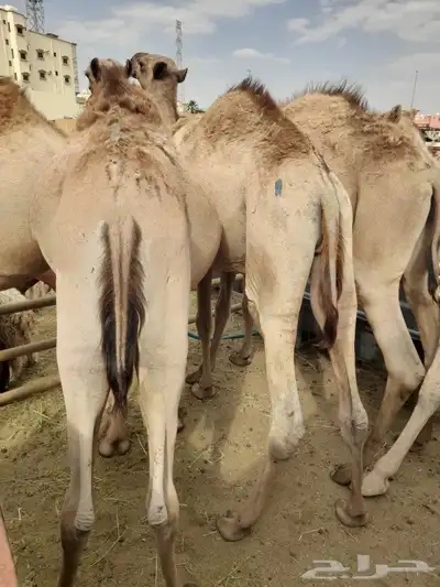 حاشى صومالى مرابى وسواكن ونعيمى وبربرى وتيوس مرابى 2