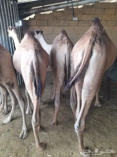 حاشى صومالى مرابى وسواكن ونعيمى وبربرى وتيوس مرابى 3