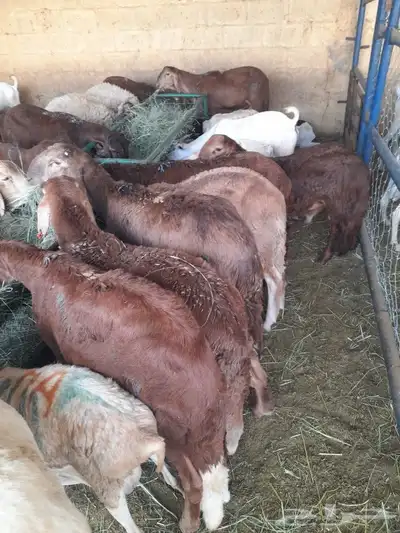 حاشى صومالى مرابى وسواكن ونعيمى وبربرى وتيوس مرابى 6