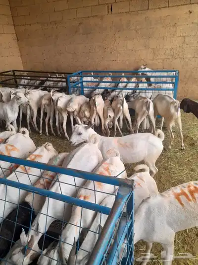 حاشى صومالى مرابى وسواكن ونعيمى وبربرى وتيوس مرابى 9