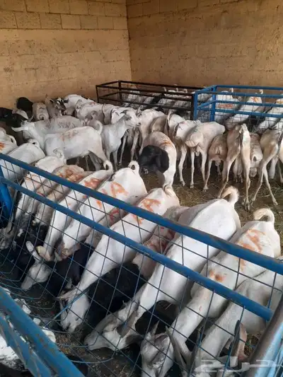 حاشى صومالى مرابى وسواكن ونعيمى وبربرى وتيوس مرابى 8