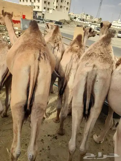 حاشى صومالى مرابى وسواكن ونعيمى وبربرى وتيوس مرابى 1