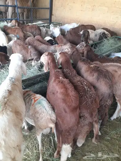 حاشى صومالى مرابى وسواكن ونعيمى وبربرى وتيوس مرابى 4