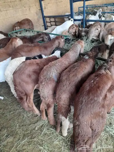حاشى صومالى مرابى وسواكن ونعيمى وبربرى وتيوس مرابى 5