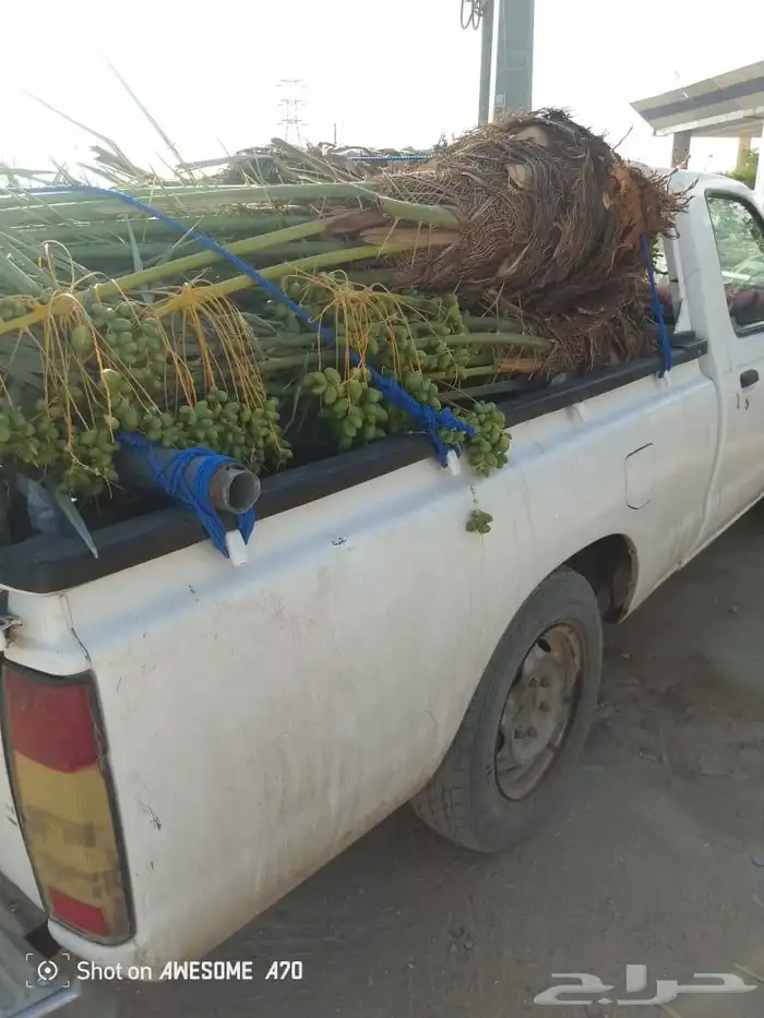 يوجد لدينا جميع انواع النخيل المثمرة وزينه اتواصل جول 0506 0