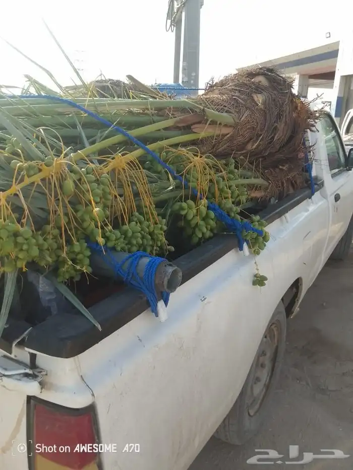 يوجد لدينا جميع انواع النخيل المثمرة وزينه اتواصل جول 0506 4