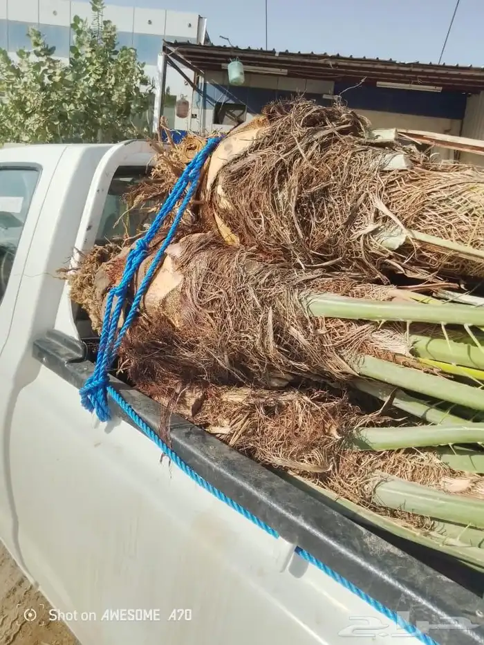 يوجد لدينا جميع انواع النخيل المثمرة وزينه اتواصل جول 0506 2
