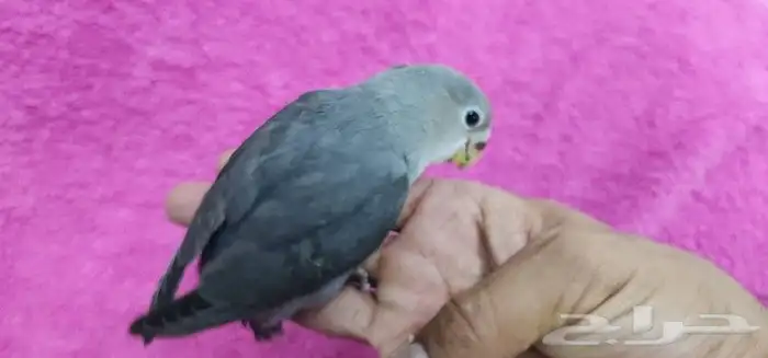 روز اليف هدد 3