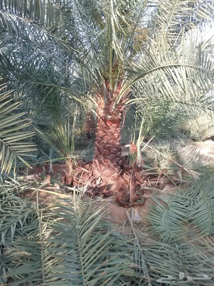 اسعد الله مساكم يوجد لدينا نخيل مثمر ونخيل زين جميع المقاسات 1