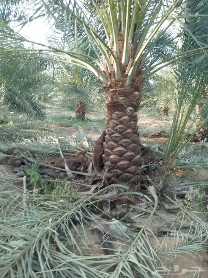 اسعد الله مساكم يوجد لدينا نخيل مثمر ونخيل زين جميع المقاسات 2