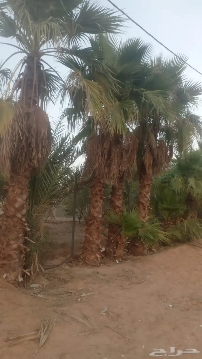 واشنطني زينه 1