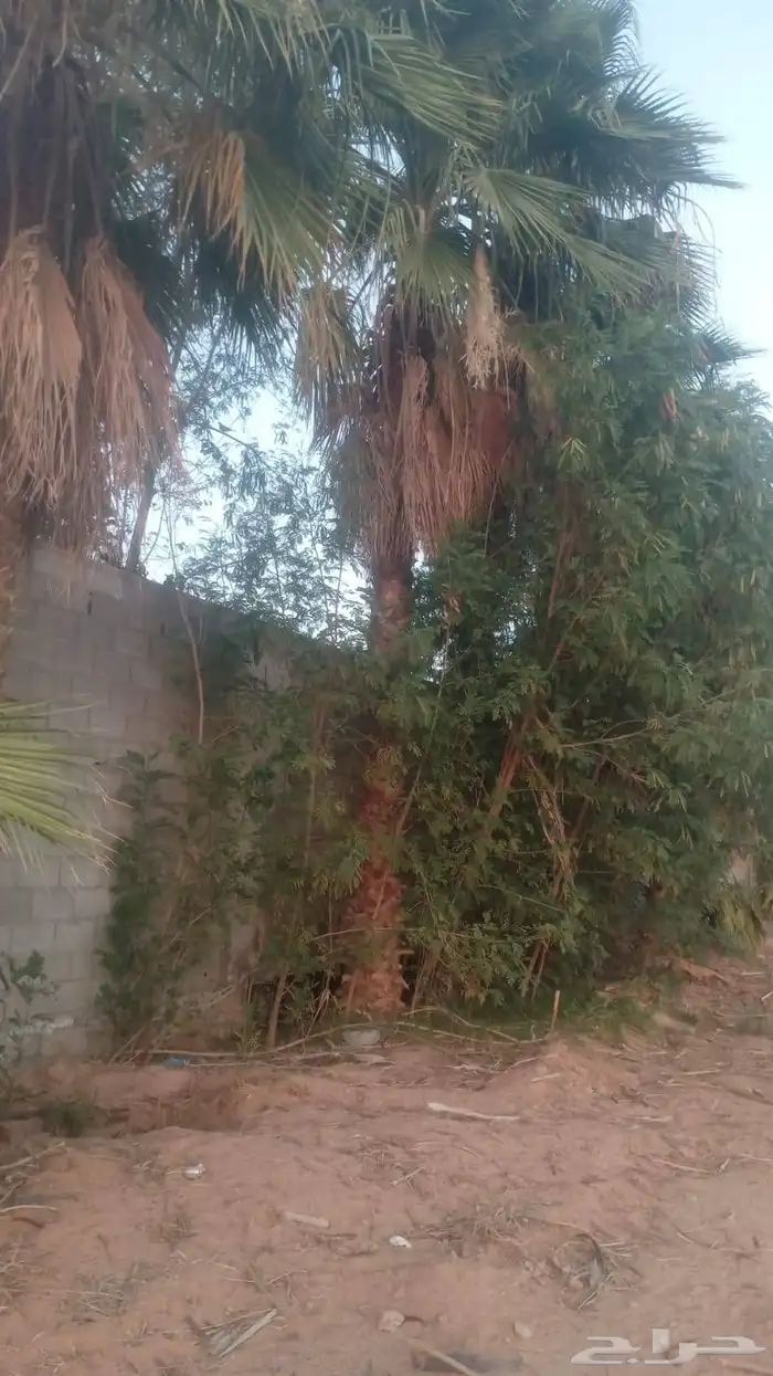 واشنطني زينه 2