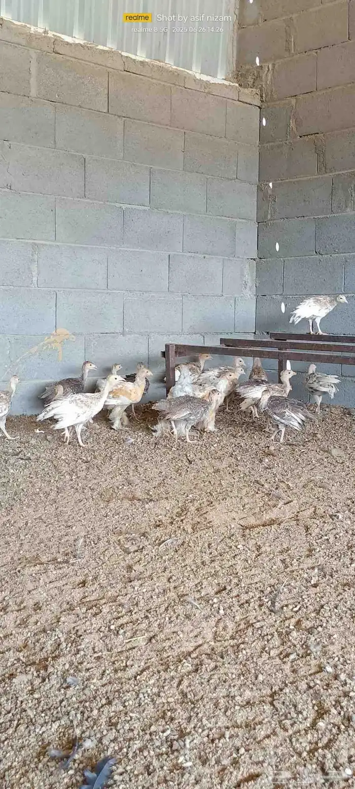 فروخ دجاج رومي العمر شهرين 2