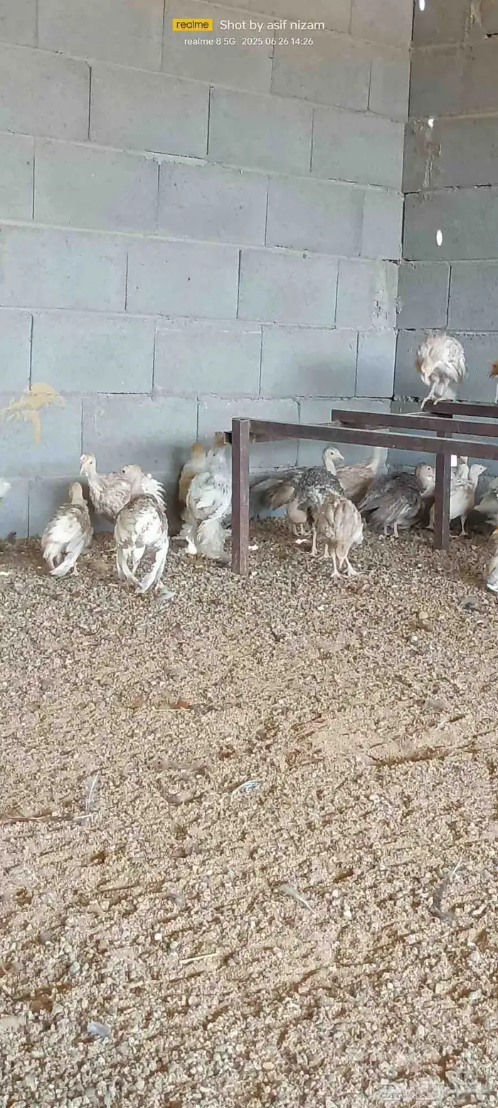 فروخ دجاج رومي العمر شهرين 1