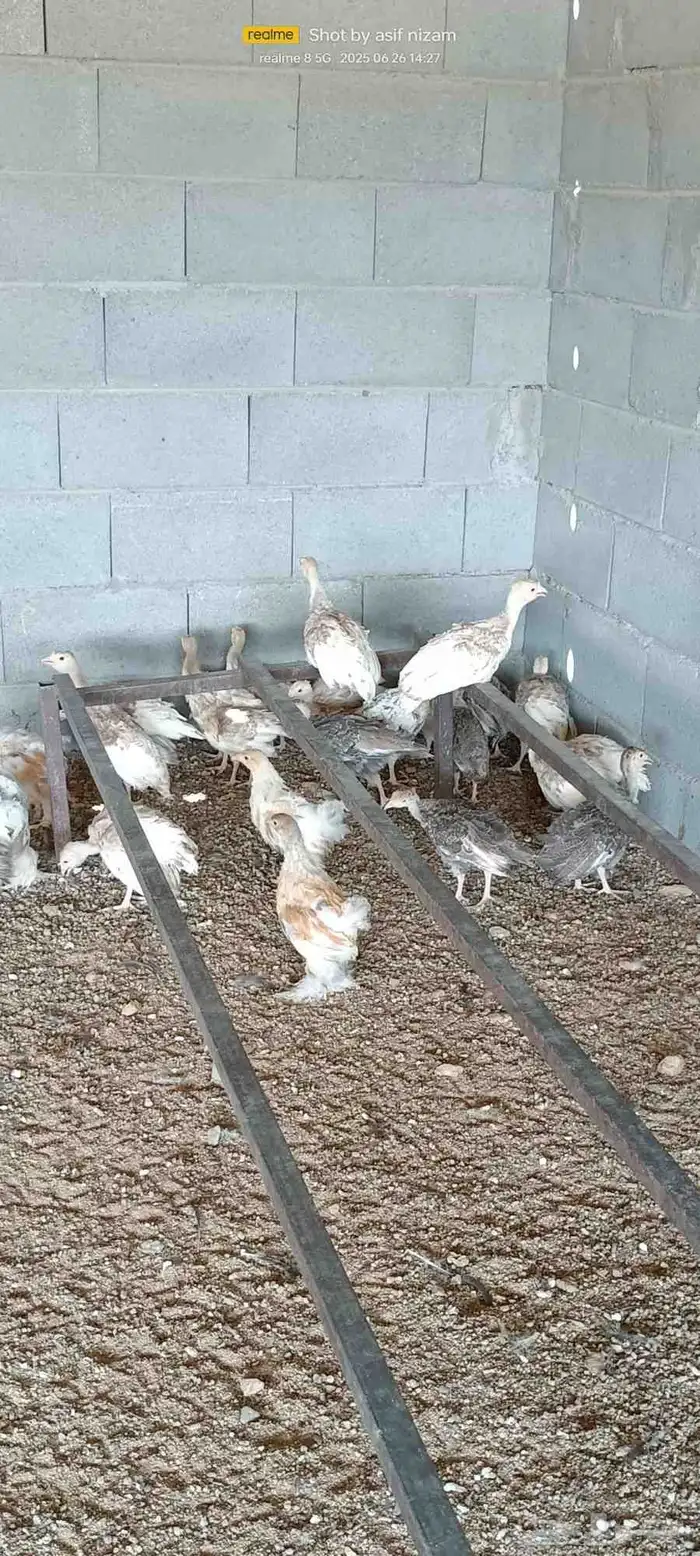 فروخ دجاج رومي العمر شهرين 4