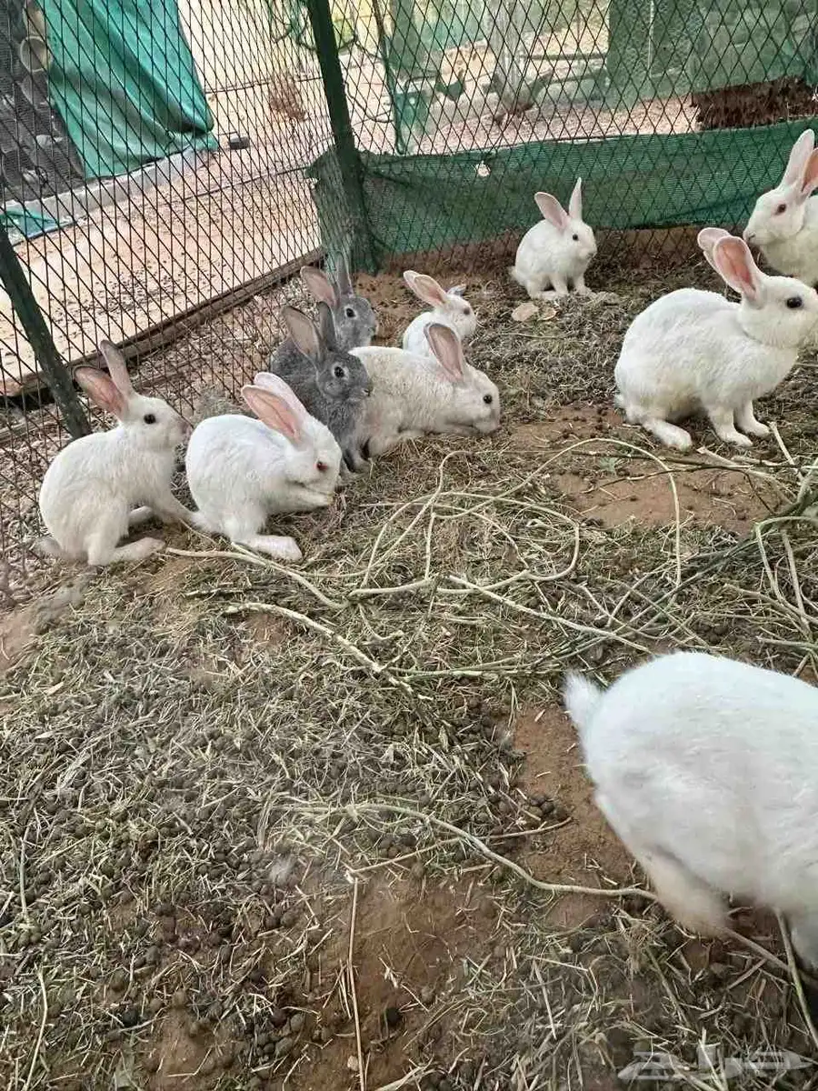 أرانب صحتهم طيبه 1