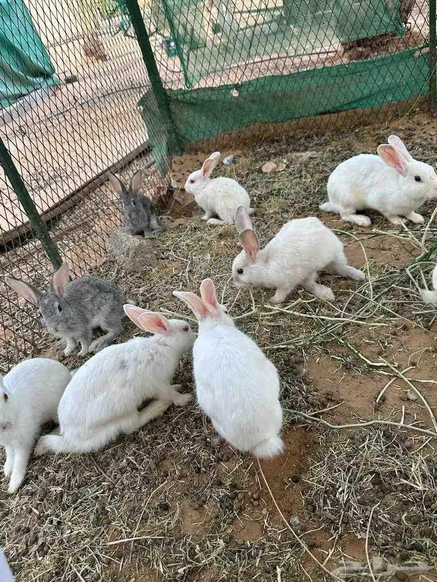 أرانب صحتهم طيبه 6