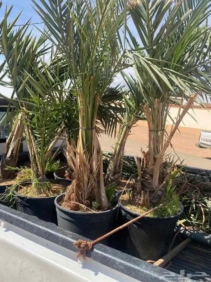 يوجد لدينا جميع انواع النخيل المثمرة وزينه اتواصل جول 0506 5