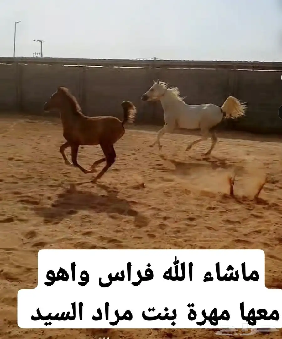 فرس واهو 3