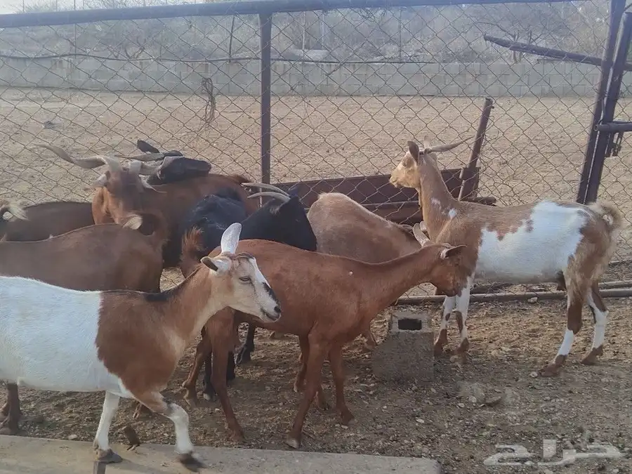 ماعز محايل 0
