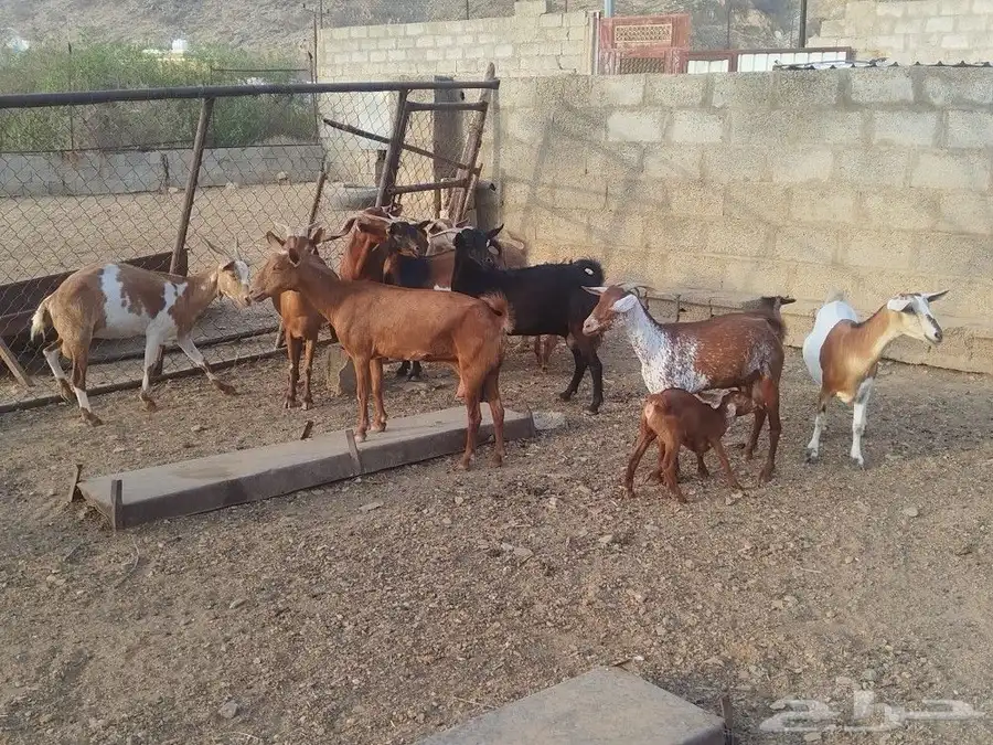 ماعز محايل 6