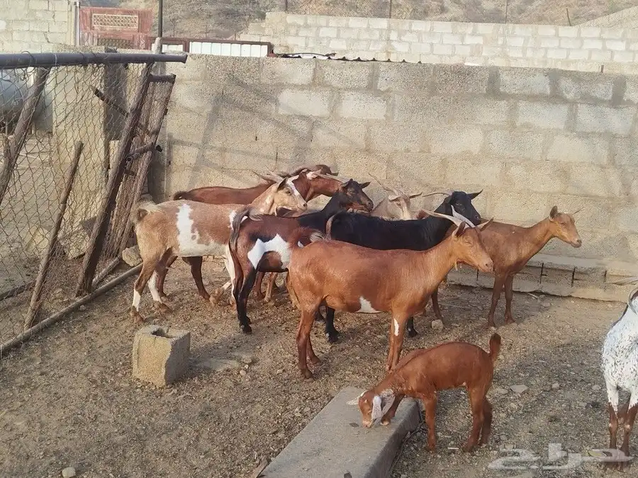 ماعز محايل 4