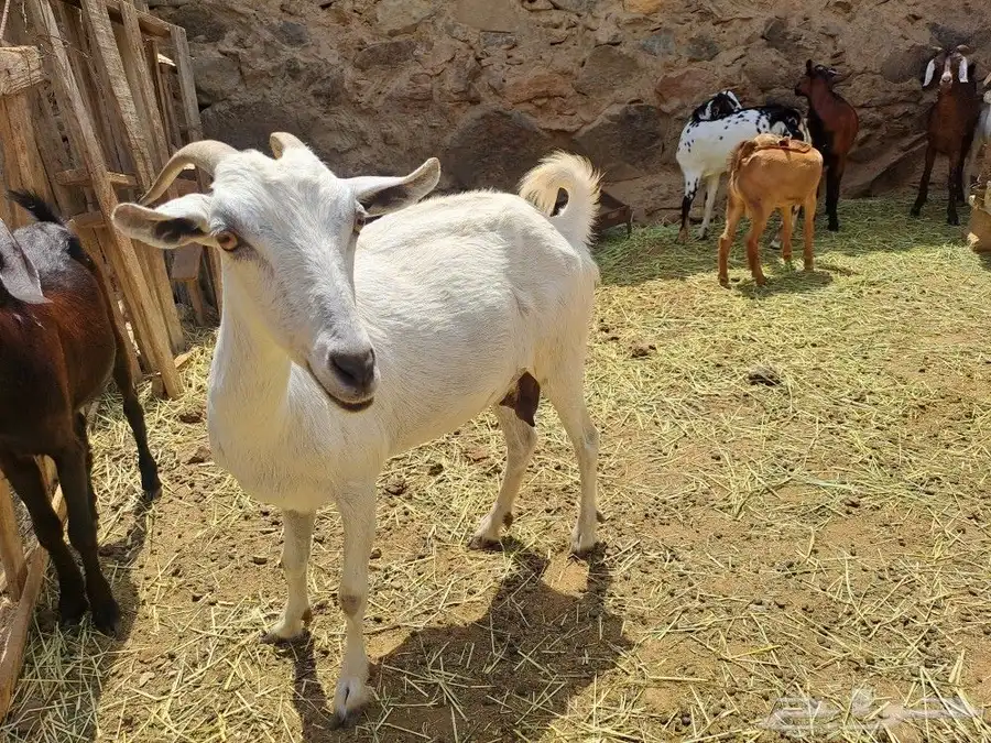 بيشيات صنف 1