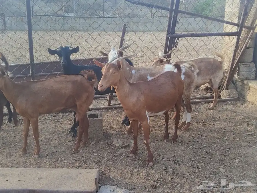 ماعز محايل 1