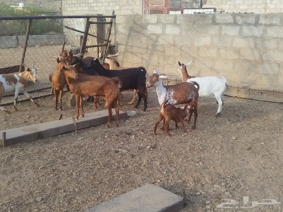 ماعز محايل 7